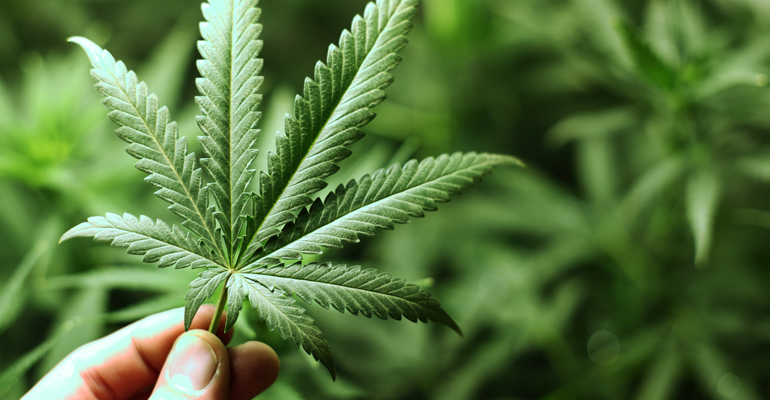 Marijuana Legalization Gains Ballot Numbers