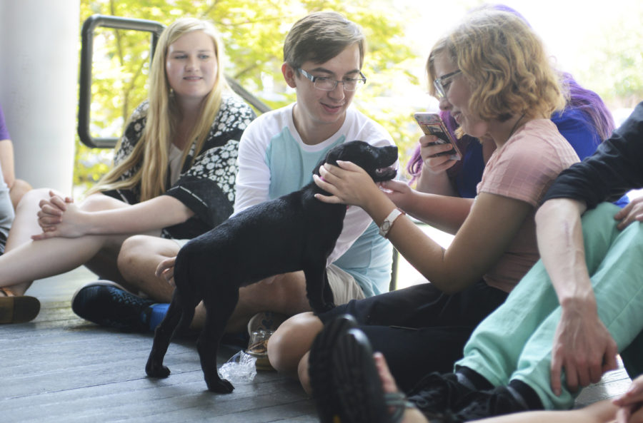 Students+play+with+puppies+from+Southern+Pines+Animal+Shelter+at+the+Honors+House+during+Puppy+Therapy+Day+held+on+Wednesday+afternoon+at+the+Honors+House.+Dr.+Ellen+Weinauer%2C+Dean+of+the+Honors+College+began+the+tradition+of+Puppy+Therapy+Day+with+a+goal+of+giving+students+a+way+to+relax+and+relieve+stress.+The+activity+also+provides+socialization+for+the+puppies%2C+better+preparing+them+for+adoption.