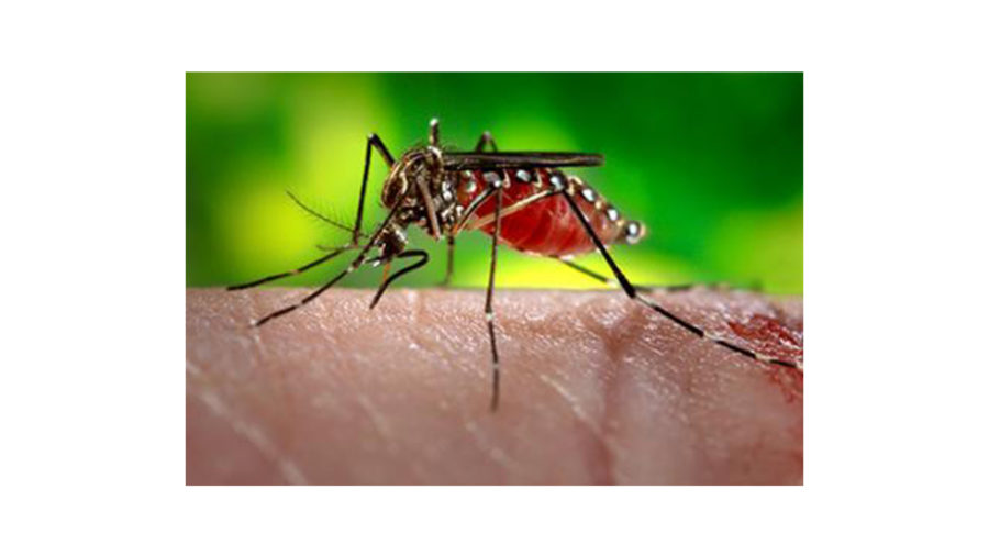 USM+professors+join+research+effort%2C+fight+against+Zika+virus