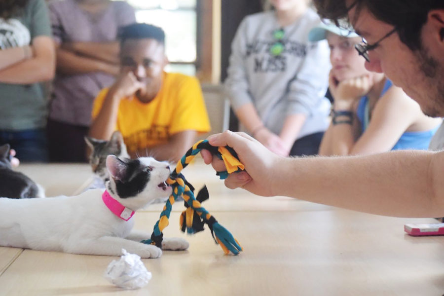 The+Honors+College+held+its+first+kitten+day.