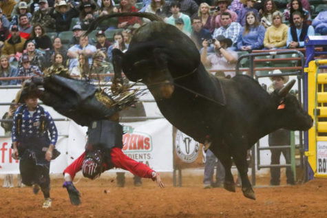A bull rider falls to the ground after he was thrown off of his bull at the 37th Southern Miss Coca Cola Classic Rodeo on January 27th at the Forrest County Multipurpose Center.
