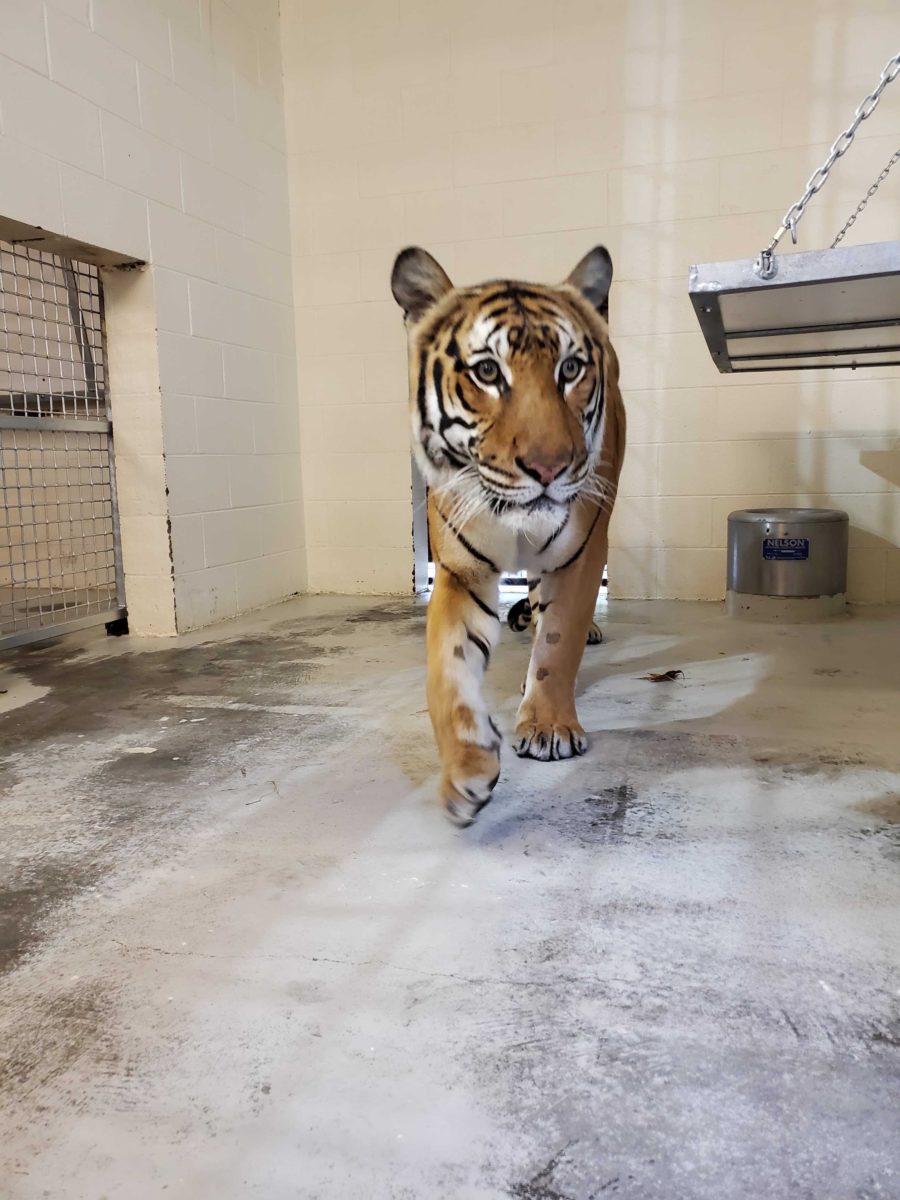 Hattiesburg Zoo welcomes new tiger Bunga