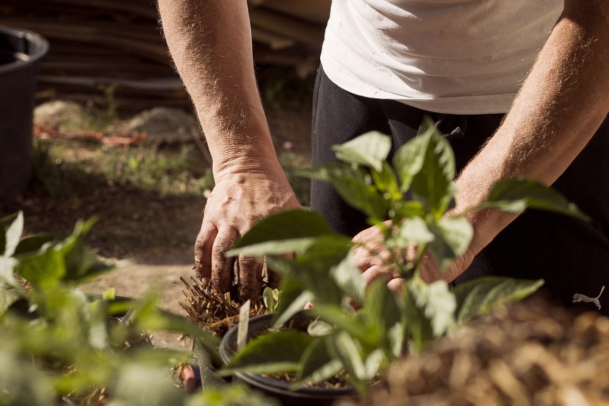 USM Prepares for Arbor Day