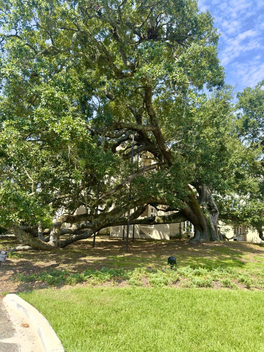 The Friendship Oak tree is located on the front lawn of the Southern Miss Gulf Park campus in Long Beach.