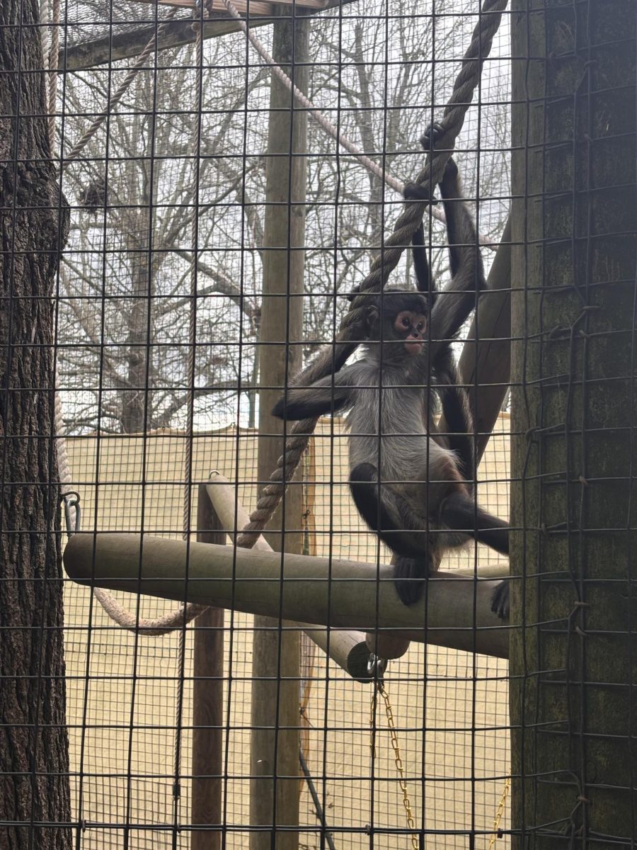 Hattiesburg Zoo Spider Monkey sitting and holding a rope. 